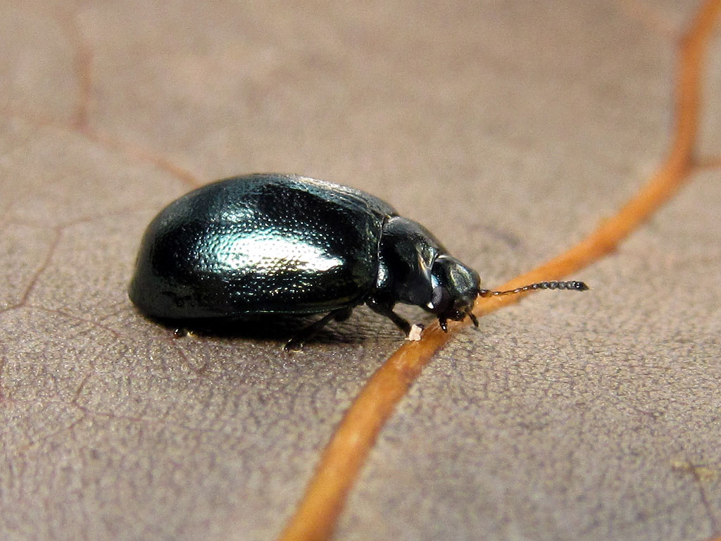 Linaeidea aenea, Chrysomelidae